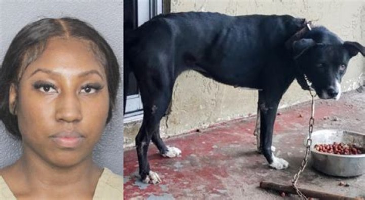 Who Is Quishon Brown? Memphis Man Has Been Arrested & Charged With Aggravated Animal Cruelty